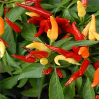 Capsicum annuum peppers