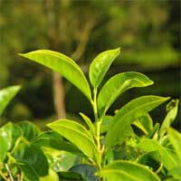 Green tea leaves (Camellia sinensis)