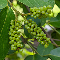 Gymnema sylvestre leaves