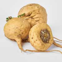 Maca root (Lepidium meyenii)